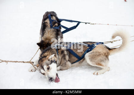 Mushing Hund im Schnee Stockfoto