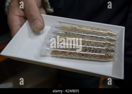 Der Global Seed Vault in Longyearbyen, Svalbard. Stockfoto