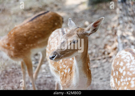 Rehe in ihrem natürlichen Lebensraum für wild lebende Tiere Stockfoto