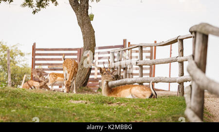 Rehe in ihrem natürlichen Lebensraum für wild lebende Tiere Stockfoto