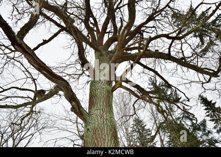 Big moosigen Baum ohne Blätter im Winter Stockfoto