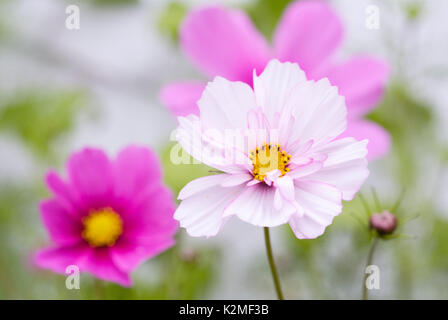 Cosmos Bipinnatus Blüte im Spätsommer. Stockfoto