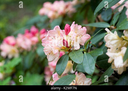 Rhododendron "Percy Wiseman" Blumen. Stockfoto