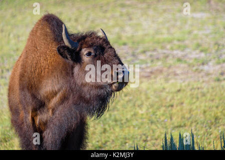 Bison oder Büffel in Madison river valley, Yellowstone National Park in Wyoming. Stockfoto