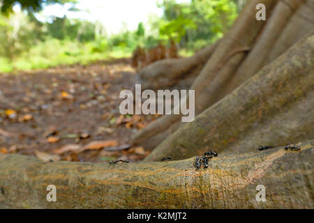 Bullet ant (Paraponera clavata), Wandern auf Baumwurzeln Stockfoto