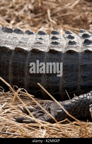 American alligator (s) Aalen in der Sonne an Paynes Prairie Preserve State Park, Florida. Stockfoto