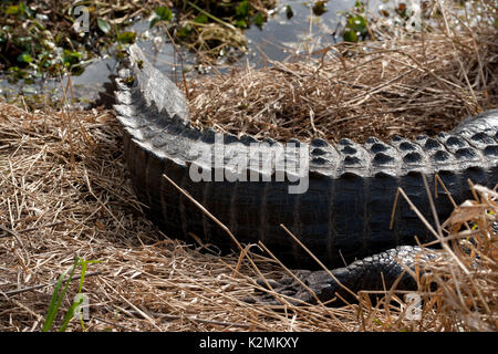 American alligator (s) Aalen in der Sonne an Paynes Prairie Preserve State Park, Florida. Stockfoto