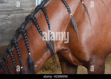 Nahaufnahme von geflochtenen Mähne des Pferdes Stockfoto