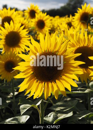 Hochformat von Sonnenblumen auf einem Feld in Buckinghamshire mit Hintergrundbeleuchtung Blütenblätter in der Nachmittagssonne. Stockfoto