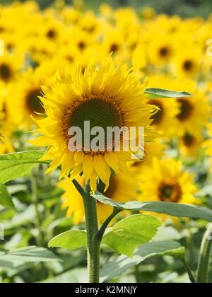 Hochformat von Sonnenblumen auf einem Feld in Buckinghamshire mit Hintergrundbeleuchtung Blütenblätter in der Nachmittagssonne. Stockfoto