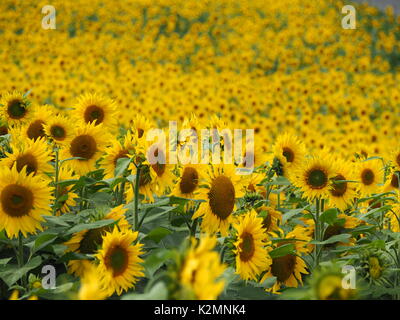 Sonnenblumen auf einem Feld in Buckinghamshire mit Hintergrundbeleuchtung Blütenblätter. Landschaft mit vielen Blumen der lebendige gelb am Nachmittag, Sonnenschein. Stockfoto