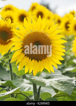 Hochformat von Sonnenblumen auf einem Feld in Buckinghamshire mit Hintergrundbeleuchtung Blütenblätter in der Nachmittagssonne. Stockfoto