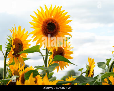 Sonnenblumen auf einem Feld in Buckinghamshire mit Hintergrundbeleuchtung Blütenblätter. Landschaft mit vielen Blumen der lebendige gelb am Nachmittag, Sonnenschein. Stockfoto