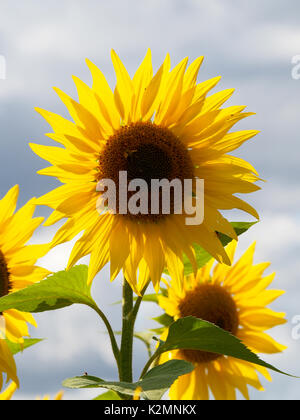 Hochformat von Sonnenblumen auf einem Feld in Buckinghamshire mit Hintergrundbeleuchtung Blütenblätter in der Nachmittagssonne. Stockfoto