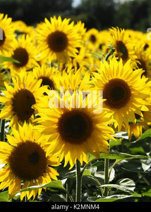 Hochformat von Sonnenblumen auf einem Feld in Buckinghamshire mit Hintergrundbeleuchtung Blütenblätter in der Nachmittagssonne. Stockfoto