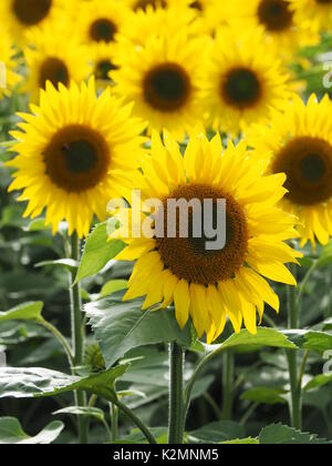 Hochformat von Sonnenblumen auf einem Feld in Buckinghamshire mit Hintergrundbeleuchtung Blütenblätter in der Nachmittagssonne. Stockfoto