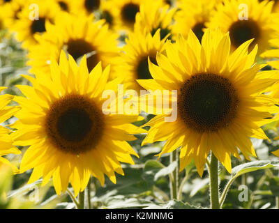 Sonnenblumen auf einem Feld in Buckinghamshire mit Hintergrundbeleuchtung Blütenblätter. Landschaft mit vielen Blumen der lebendige gelb am Nachmittag, Sonnenschein. Stockfoto