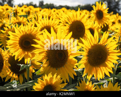 Sonnenblumen auf einem Feld in Buckinghamshire mit Hintergrundbeleuchtung Blütenblätter. Landschaft mit vielen Blumen der lebendige gelb am Nachmittag, Sonnenschein. Stockfoto