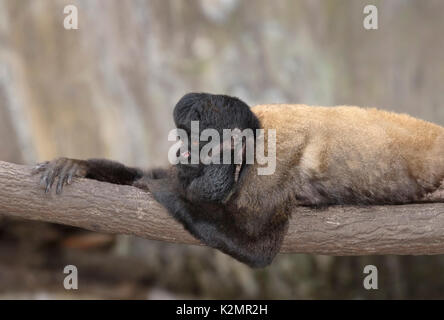 Red-backed Bearded Saki (Chiropotes chiropotes Verlegung auf dem Baum) Stockfoto