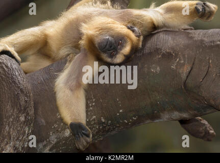 Schwarz-gold Brüllaffe (Alouatta caraya) Entspannung Stockfoto