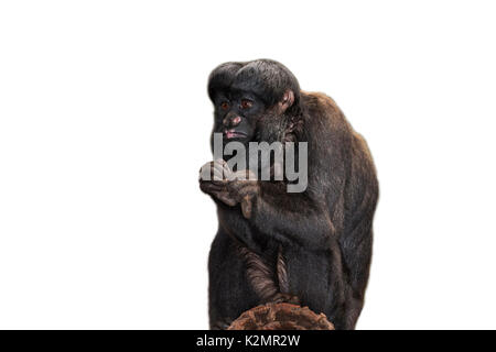 Red-backed bearded Saki auf weißem Hintergrund Stockfoto