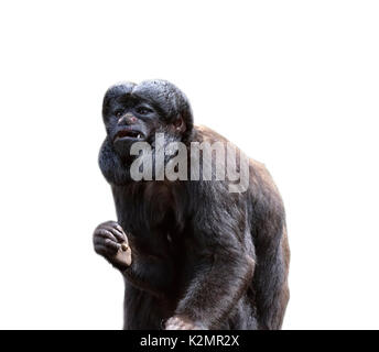 Red-backed bearded Saki auf weißem Hintergrund Stockfoto