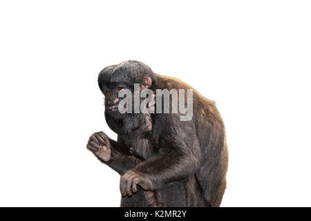 Red-backed bearded Saki auf weißem Hintergrund Stockfoto