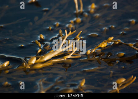 Algen in Wasser getaucht, Dornoch Strand, Sutherland, Schottland, UK Stockfoto