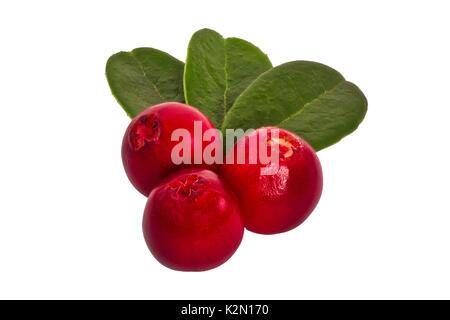 Preiselbeeren mit treibt auf einem weißen Hintergrund isoliert Stockfoto