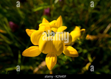 Lotus corniculatus, Common Bird's-foot Trefoil gelbe Blume. Auch als Bird's-foot deervetch oder Aubergine Eierfrucht bekannt. Stockfoto