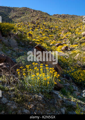 Gelb (Brittlebush Encelia farinosa/Asteraceae) blüht im Frühling auf einem Hügel in der Anza Borrego Desert, Kalifornien. Stockfoto