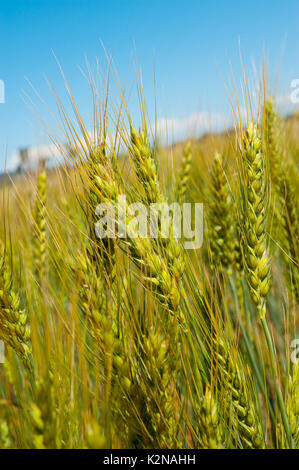 Weizenfelder in Australien Stockfoto