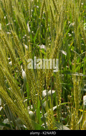 Weizenfelder in Australien Stockfoto