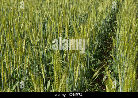 Weizenfelder in Australien Stockfoto