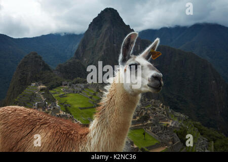 Lamas bei Machu Picchu Inka Ruinen (Weltkulturerbe), das Heilige Tal, Peru, Südamerika Stockfoto