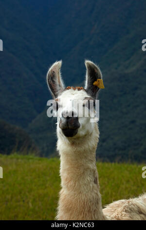 Lamas bei Machu Picchu (Weltkulturerbe), Peru, Südamerika Stockfoto