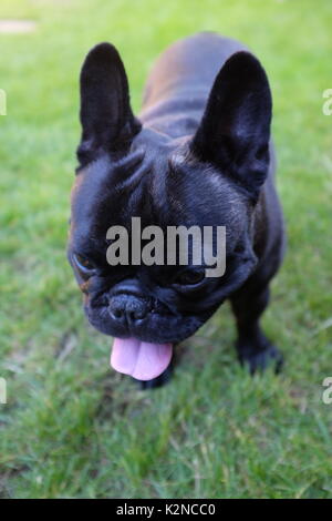 Französische Bulldogge mit herausgestreckter Zunge keuchend, stand auf Gras Stockfoto