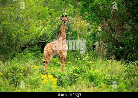 Kap Giraffe (Giraffa Camelopardalis giraffa), Jungen, Alert, Saint Lucia Estuary, Isimangaliso Wetland Park, Kwazulu Natal. Stockfoto