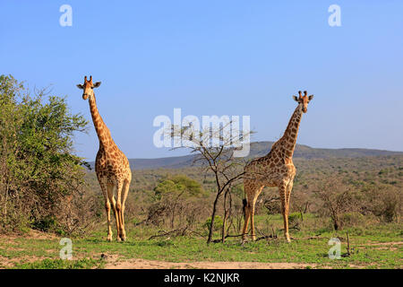 Kap Giraffen (Giraffa Camelopardalis giraffa), Erwachsener, Paar, Essen suchen, Hluhluwe Umfolozi Nationalpark Stockfoto