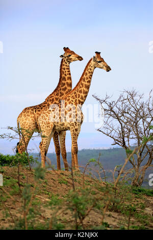 Kap Giraffen (Giraffa Camelopardalis giraffa), Erwachsener, Paar, Essen suchen, Hluhluwe Umfolozi Nationalpark Stockfoto