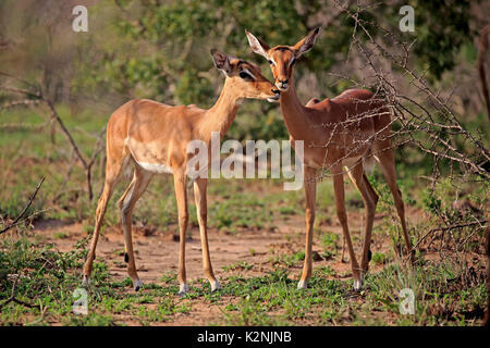 Impala (Aepyceros melampus), nach zwei Frauen, wachsam, weiblich, soziales Verhalten, Hluhluwe Umfolozi Nationalpark Stockfoto