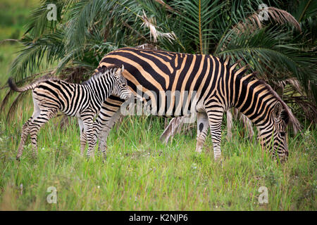 Burchell's Zebra (Equus quagga burchelli), Mutter Tier mit jungen Tier, Hluhluwe Umfolozi Nationalpark Stockfoto