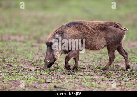 Warzenschwein (Phacochoerus aethiopicus), Erwachsene laufen, Essen suchen, Hluhluwe Umfolozi Nationalpark Stockfoto