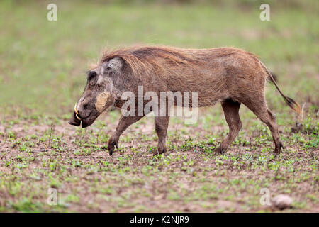 Warzenschwein (Phacochoerus aethiopicus), Erwachsene laufen, Essen suchen, Hluhluwe Umfolozi Nationalpark Stockfoto