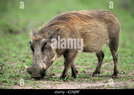 Warzenschwein (Phacochoerus aethiopicus), Erwachsene laufen, Essen suchen, Hluhluwe Umfolozi Nationalpark Stockfoto