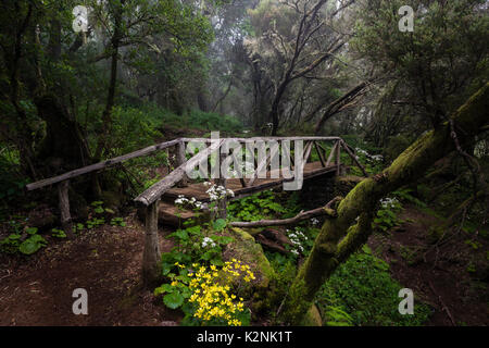 Wanderweg mit Brücke im Nebel Wald, Lorbeerwald, Raya la Llania, El Hierro, Kanarische Inseln, Spanien Stockfoto