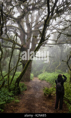 Touristen nimmt Bilder der Bäume im Nebel Wald, Lorbeerwald, Raya la Llania, El Hierro, Kanarische Inseln, Spanien Stockfoto