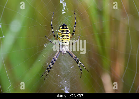 Wasp spider (Argiope Bruennichi), Weibliche im Netz, Deutschland Stockfoto