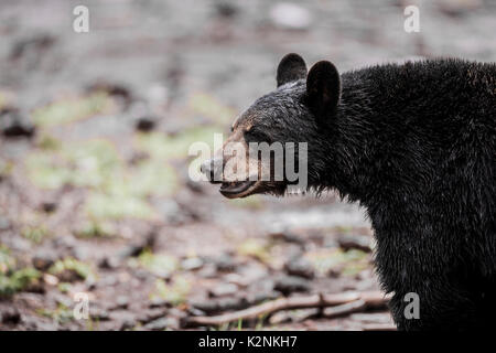 American Black Bear im Yosemite National Park, Kalifornien Stockfoto