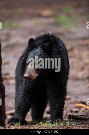 American Black Bear im Yosemite National Park, Kalifornien Stockfoto